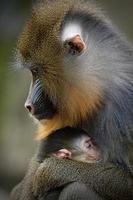 Mandril mother with young