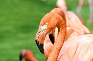 Portrait of pink flamingo photo
