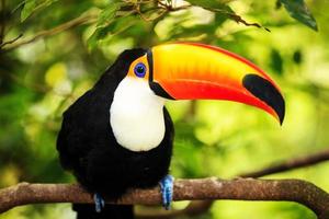 Colorful tucan in the aviary photo