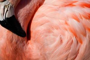 Bird Close-up: Flamingo photo