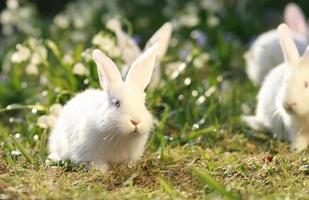 white rabbits on green meadow photo
