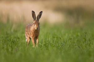 Brown hare photo