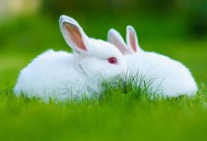 gracioso bebé conejo blanco en pasto