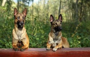 Malinois Shepherd dogs