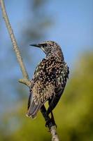 Common Starling. photo