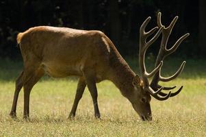 Red Deer - Cervus elaphus photo