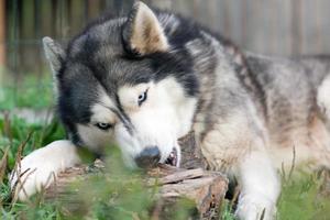 dog chews a piece of wood photo