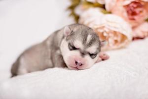 cachorro de husky siberiano recién nacido