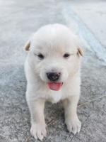 lindo perrito blanco foto
