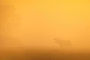 silueta de toro alce en la niebla de la mañana foto