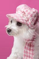 Fluffy dog wearing winter fashion