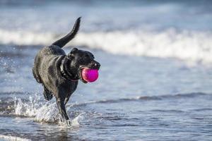 Perro corriendo en el mar con pelota, con espacio de copia foto