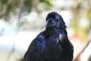 Raven by day photo