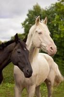 los caballos parecen yin y yang foto