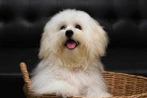 Shih tzu puppy breed tiny dog