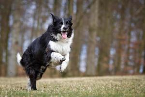 Border collie dog outdoors in nature photo