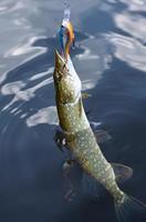 Pike on hook in water photo