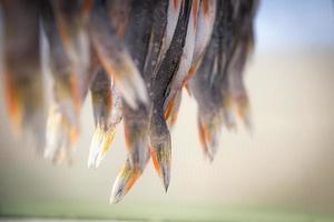 perch tails photo