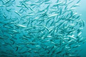 cardumen de sardinas