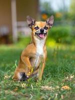 Doggie Chihuahua photo