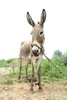 donkey in the fields photo