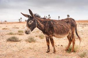 Brown donkey photo