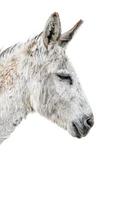 donkey head isolated