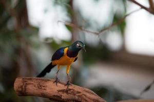 Golden-breasted Starling in nature