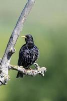 Starling, Sturnus vulgaris,