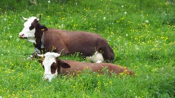 hermosas vacas con cencerros