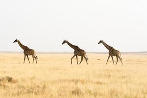 Tres jirafas caminando a través de tierra de hierba. foto