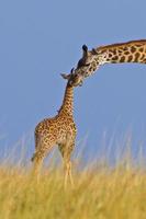 Mother and baby giraffes photo
