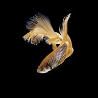 betta or siamese fighting fish isolated on black photo