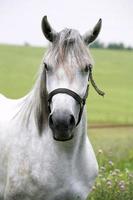 Retrato de un hermoso caballo blanco árabe foto