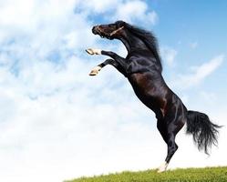 caballo negro foto