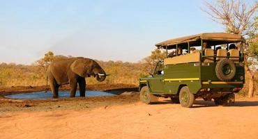 Safari vehicle and elephant photo