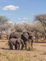 elefantes africanos en el parque nacional tarangire, tanzania foto