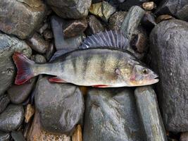 perch, bass, freshwater fish photo