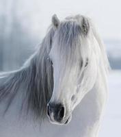 White Welsh pony