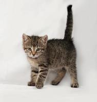Striped kitten goes on gray photo