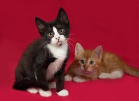 Two kitten, black and red and white sitting on red photo