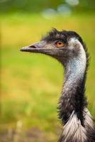 Retrato de perfil de emu australiano foto