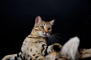 Bengal cat in front of a  black background