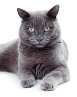 gato maltés de ojos verdes también conocido como el azul británico