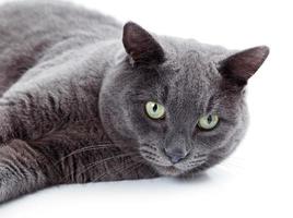 gato maltés de ojos verdes también conocido como el azul británico