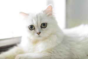 Persian chinchilla cat photo