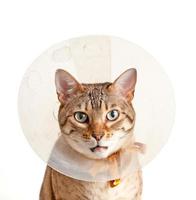 Bengal kitten wearing a buster neck collar