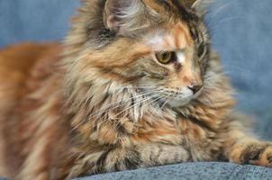 portrait of beautiful young maine coon cat photo