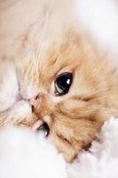 gato persa dorado foto