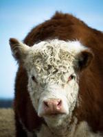 Cow Portrait photo
